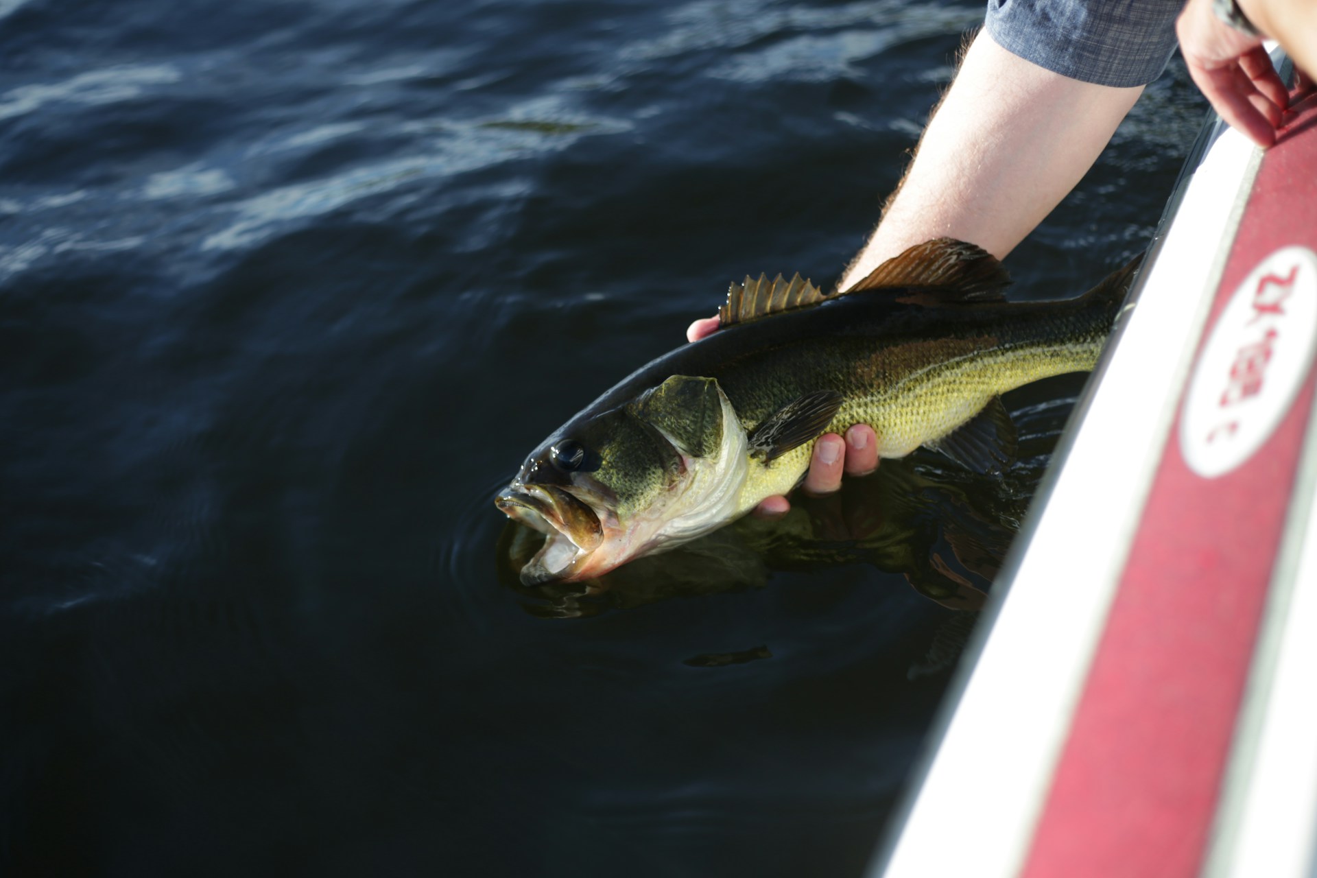 Fisherman releasing bass back into the water